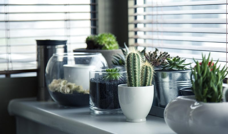 Green Living Decor Tips